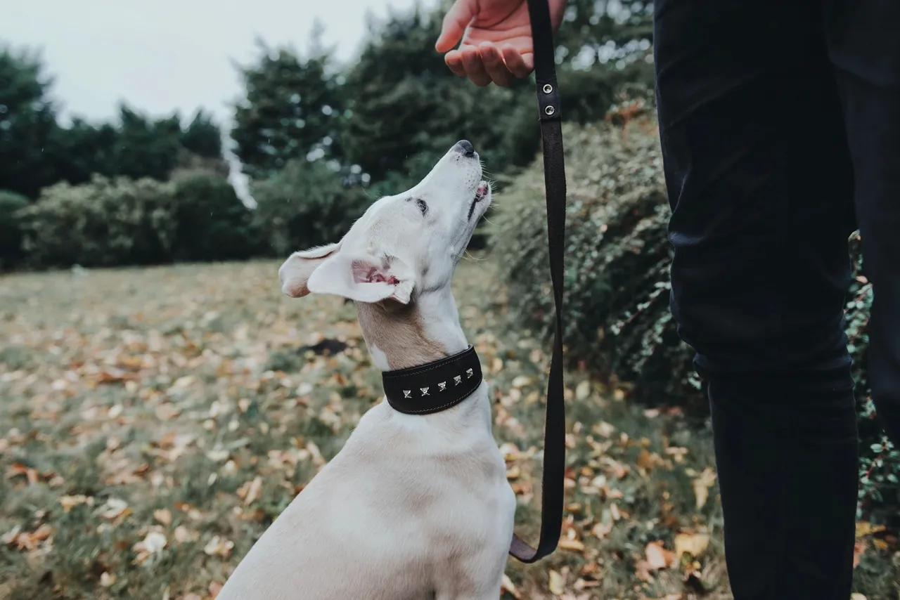 Hunter Aalborg Førerline til Hund Mørkebrun 20/100